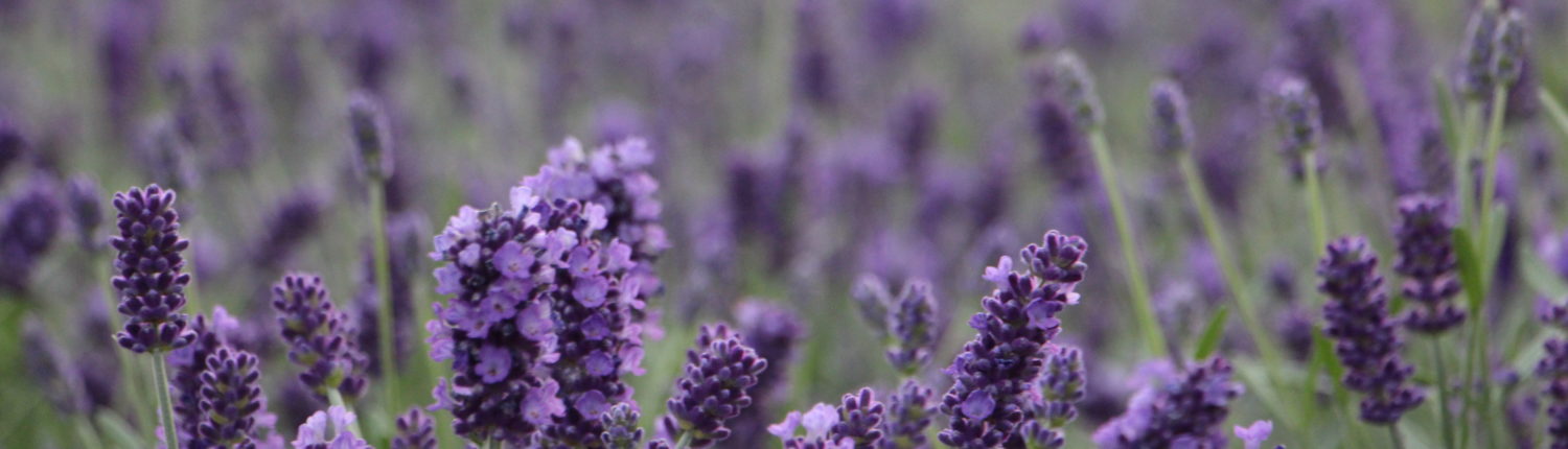 Lavendel Lavendelpflanze gaertnerei schlegel blau